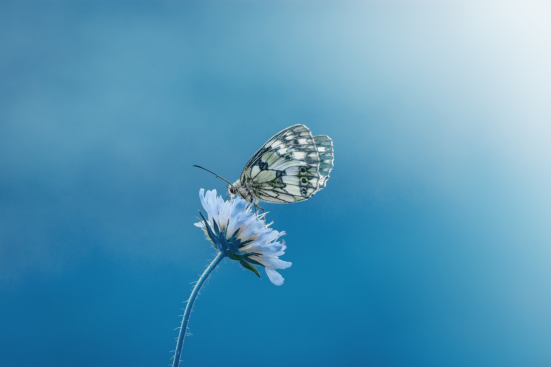 Photo of a butterfly that has landed on a flower