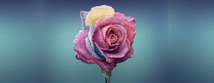 Beautiful multicolor pastel rose